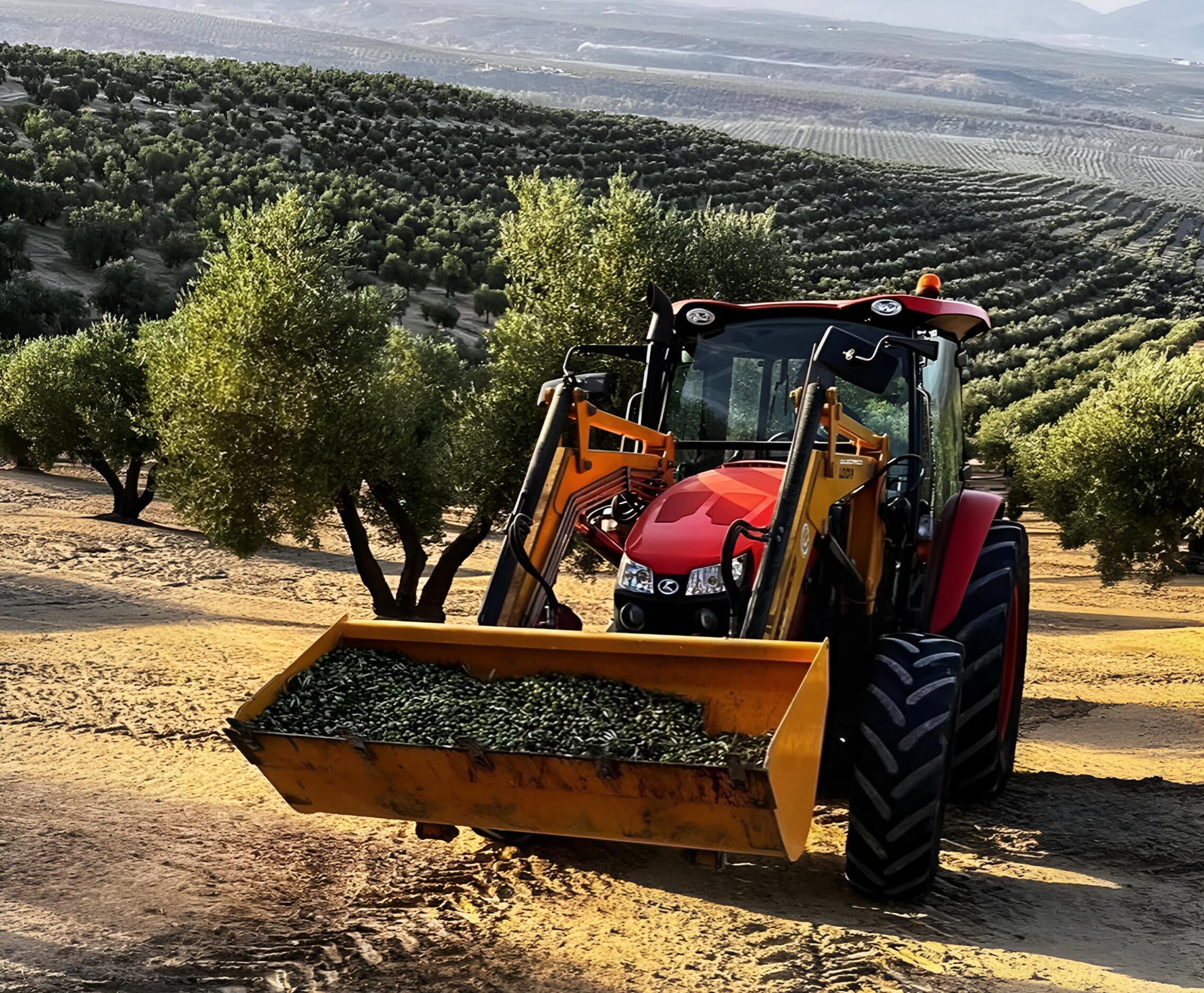 Recolección de aceitunas con tractor en un olivar, parte del proceso de producción del aceite de oliva Viaraví.