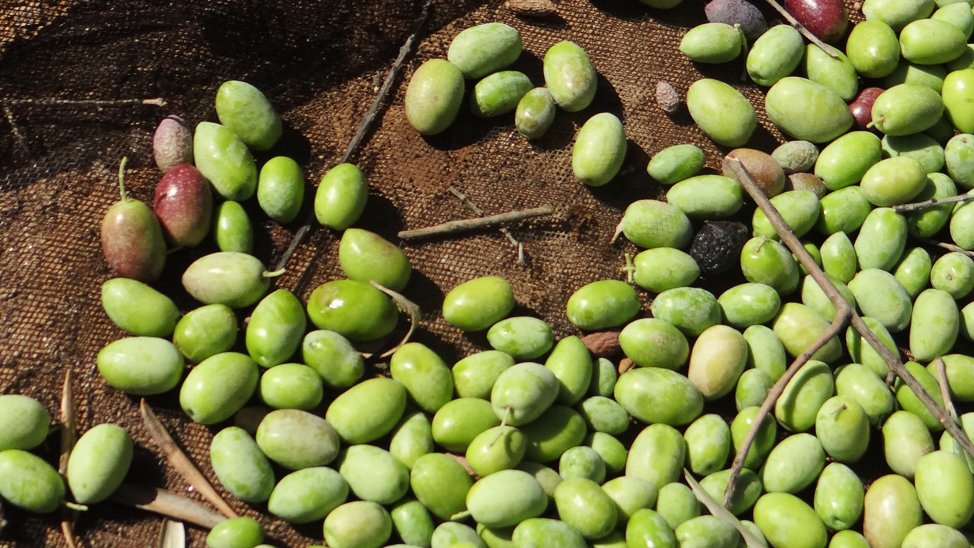 Aceitunas recién recogidas sobre el manto antes del proceso de selección, fotografía del origen del aceite Viaraví