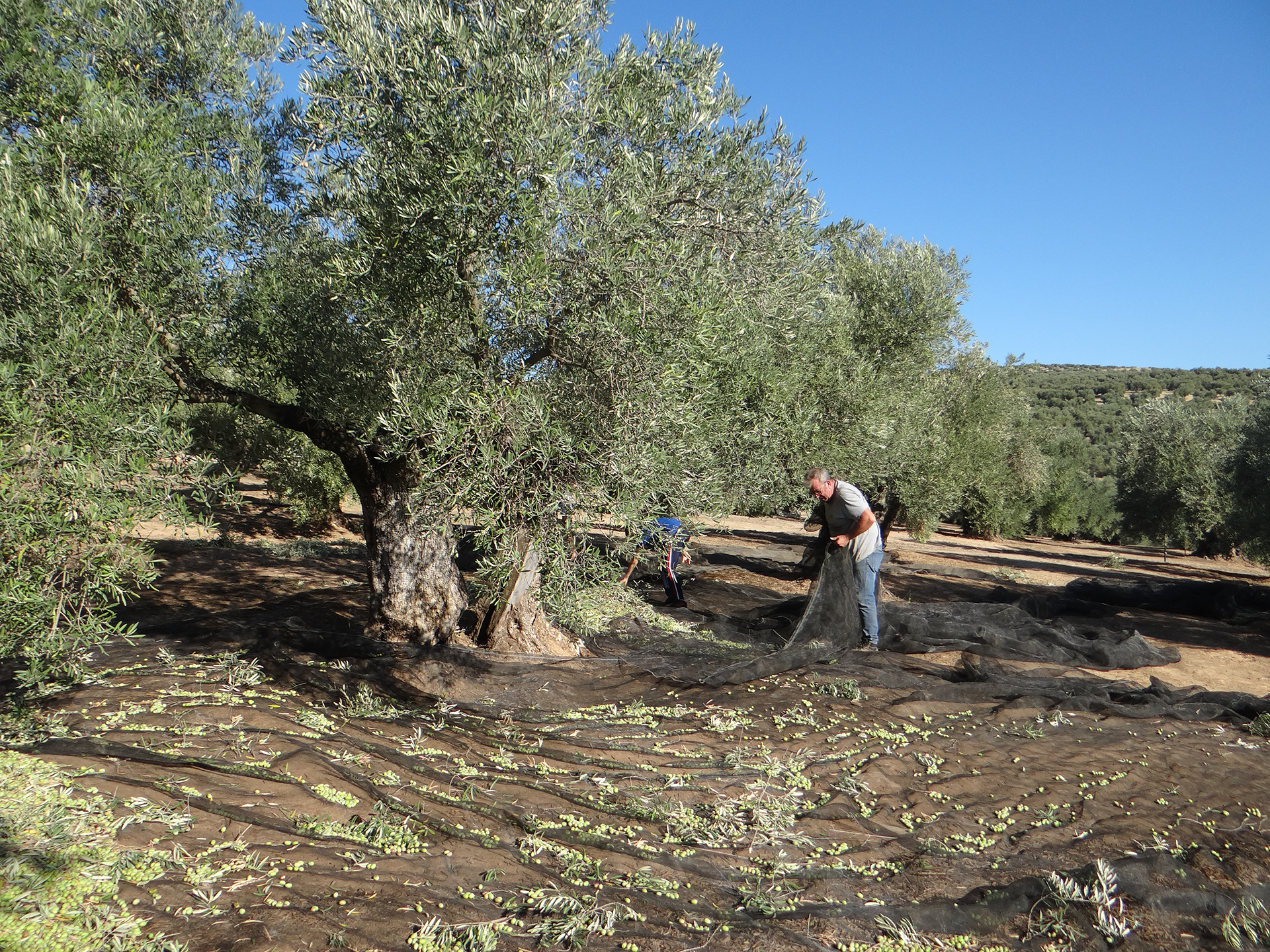 Recolección de aceitunas con manto en un olivar, parte del proceso de producción del aceite de oliva Viaraví.